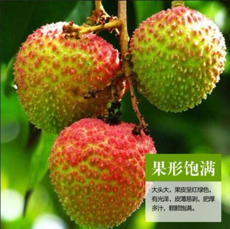 拼多多聯惠通水果特產店妃子笑荔枝真實體驗 性價比之王？
