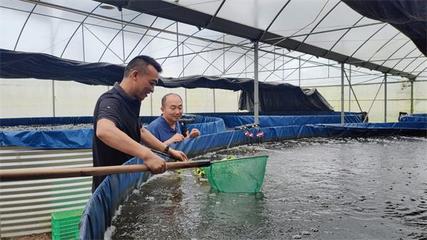 旭升生態養殖探訪:探索射陽縣合德鎮的桂魚養殖奧秘(圖文)