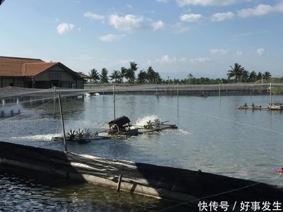 水產養殖場臭味如何解決？除臭劑助你擺脫環境困擾