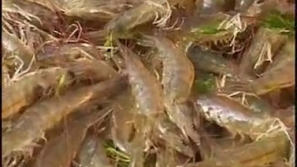從混沌到清澈 循環水養殖中的生命繁育奇跡